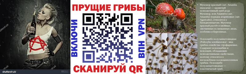 Псилоцибиновые грибы ЛСД  купить закладку  Адыгейск 